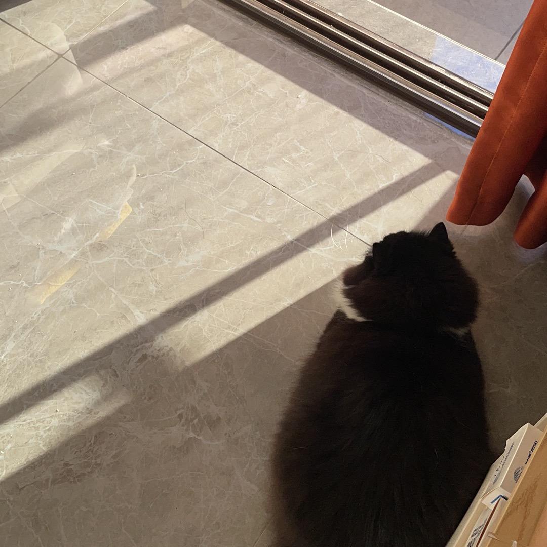 天天想离家的猫