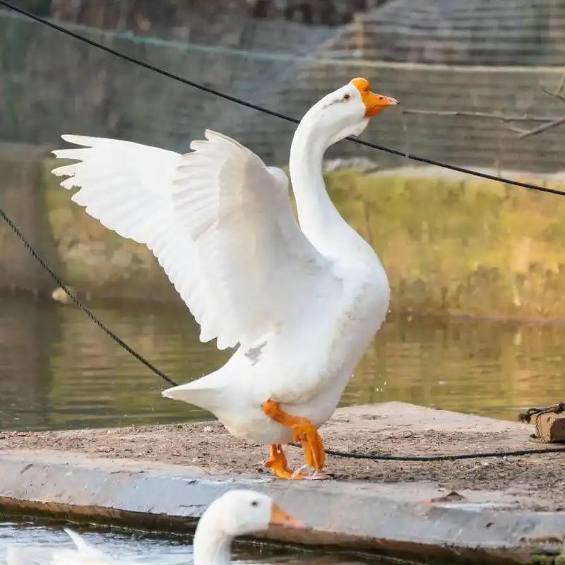 💫安稳随心💫