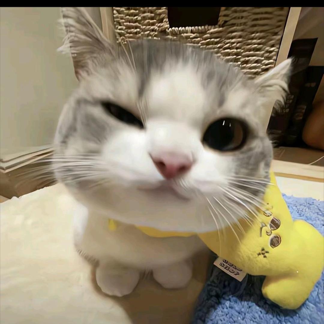 吃仓鼠猫