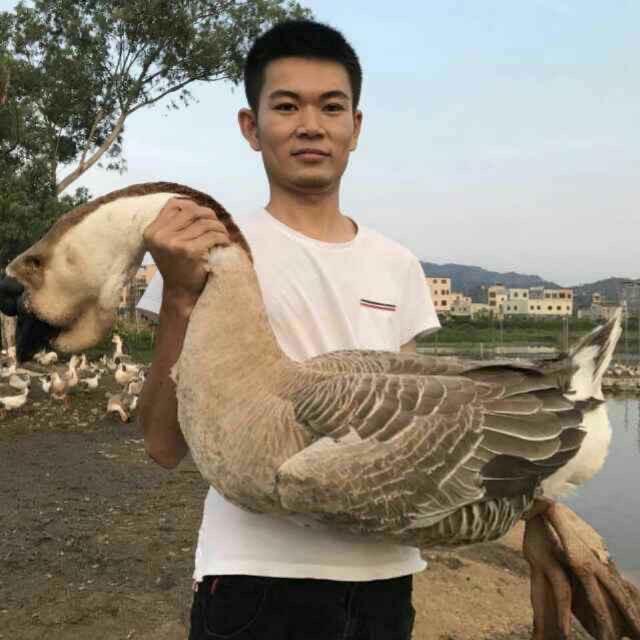 潮州陈记狮头鹅直播号