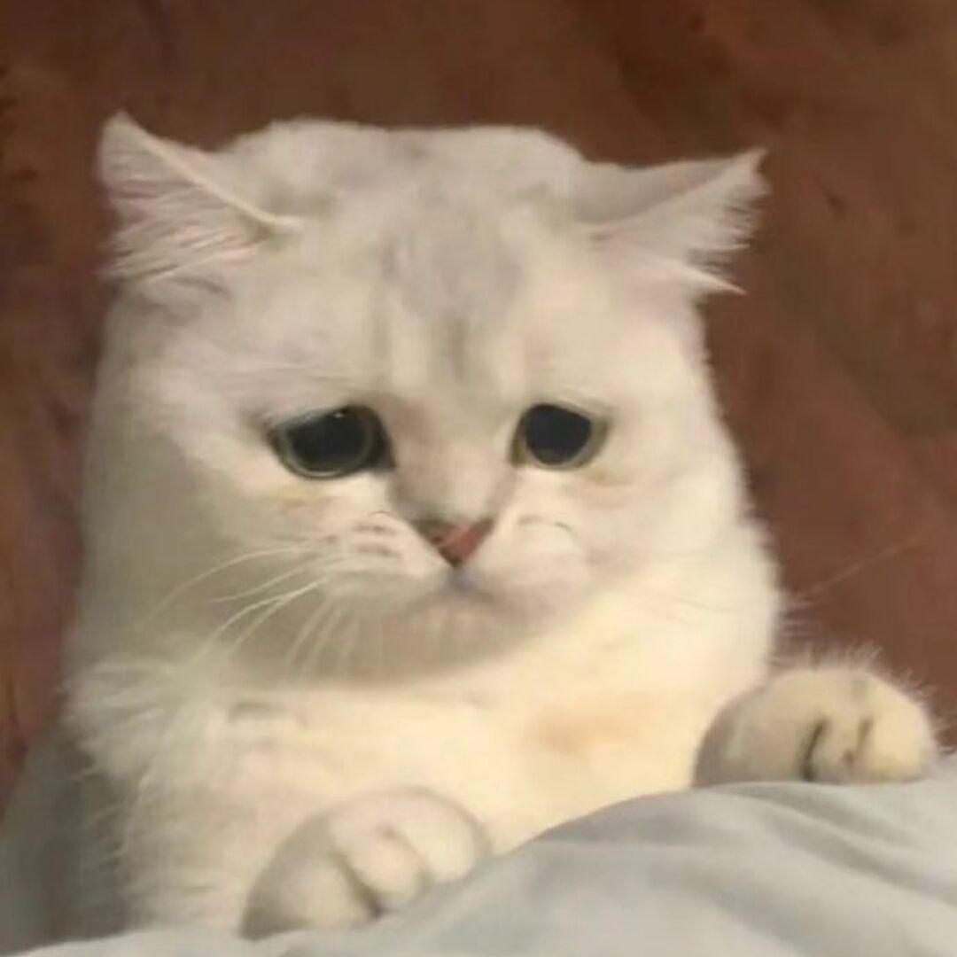 QWQ