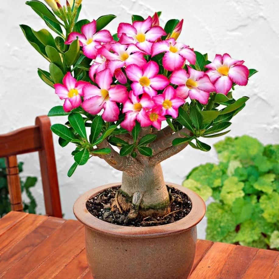 百花园花卉店