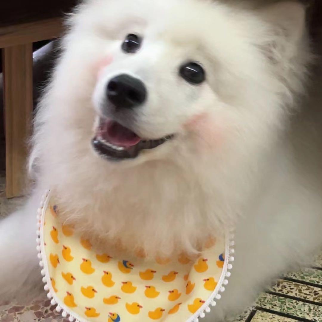 条条很条