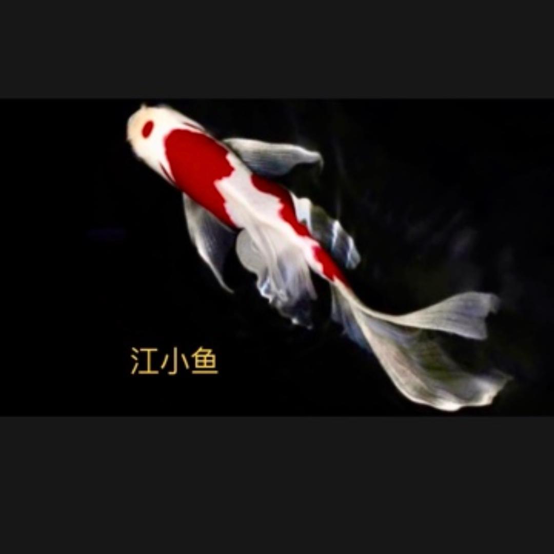 江小鱼