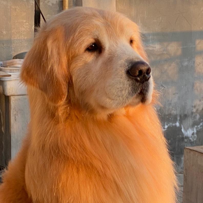 金色一族金毛犬舍（视频号）