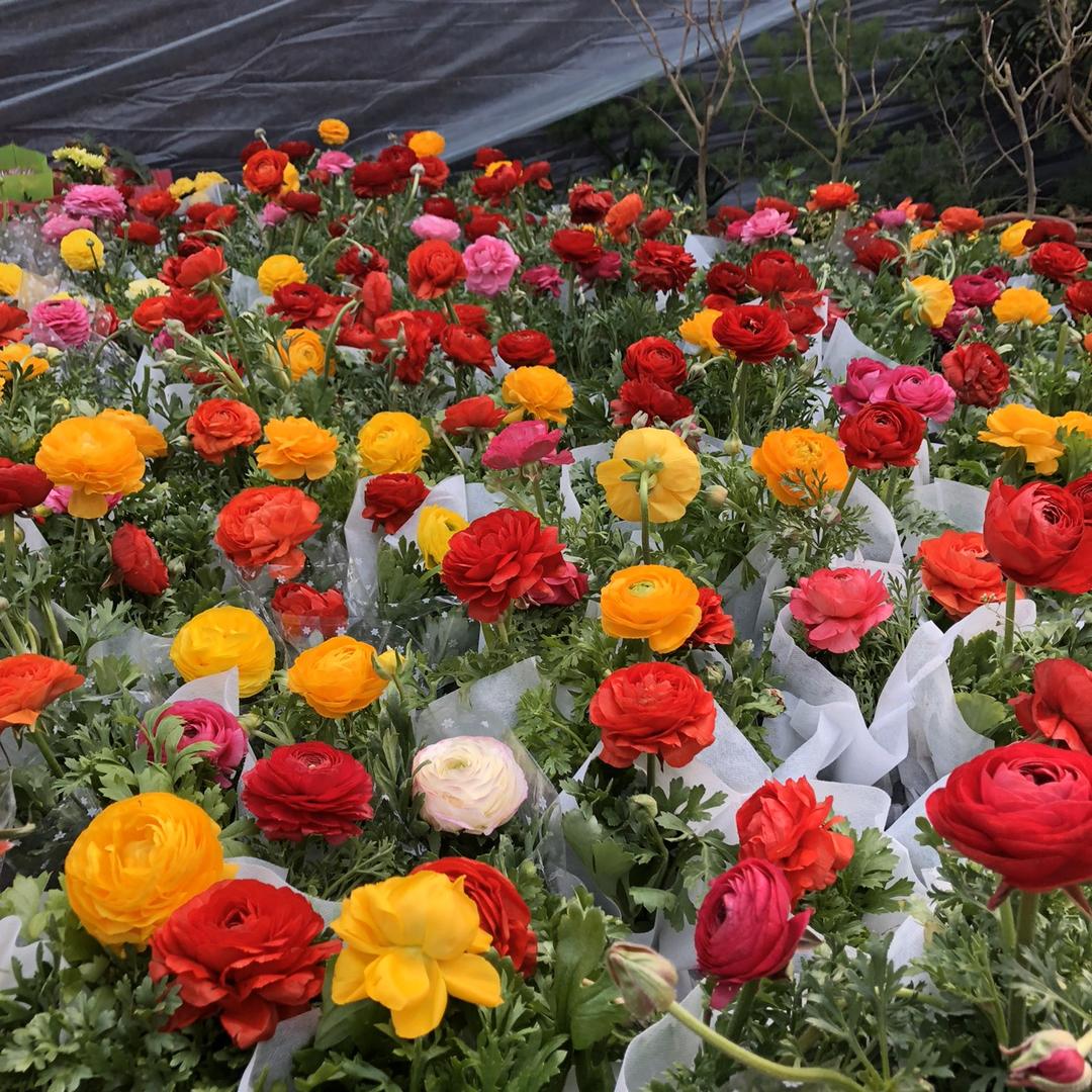 月香阁花卉(花遇叶)