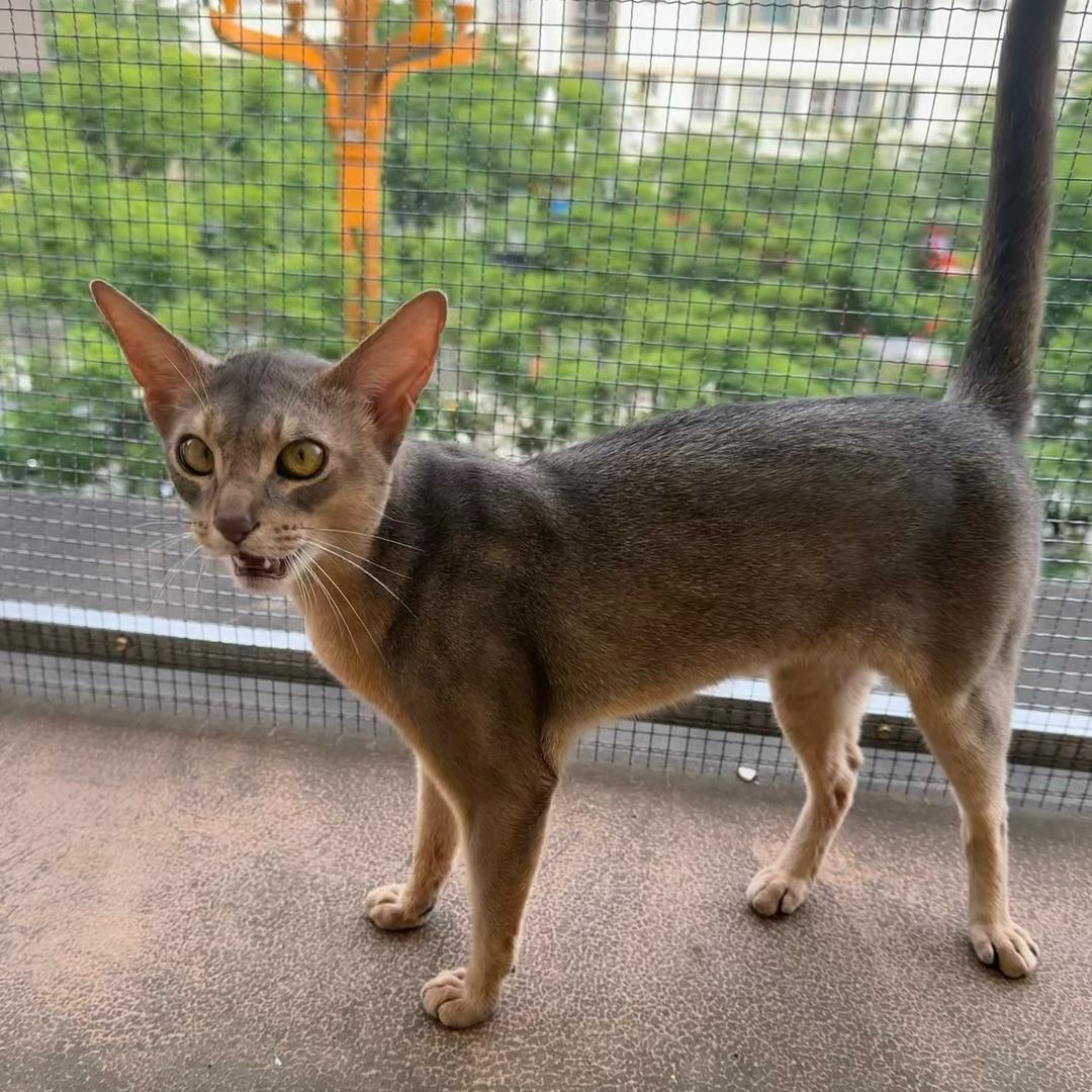 阿比西尼亚猫🐶