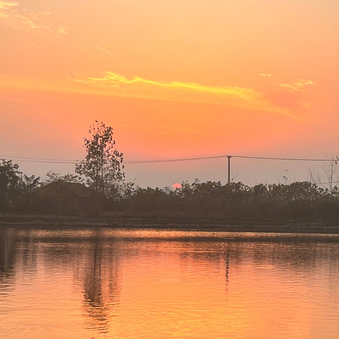 东湖翘嘴养殖基地