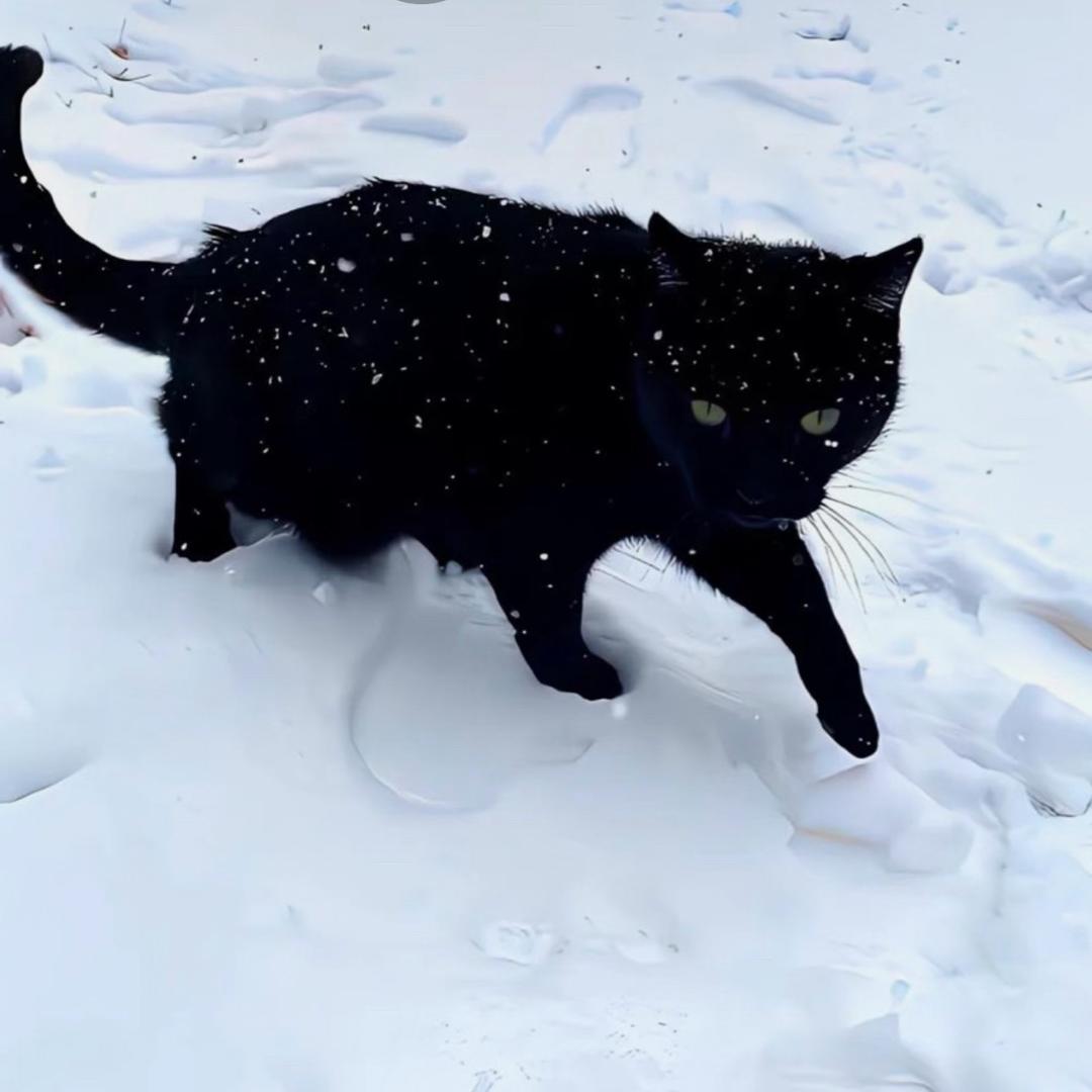 花花是只小猫咪