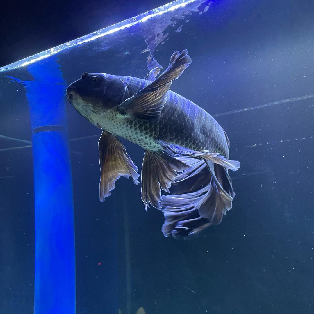 蝴蝶鲤发烧友的鱼房