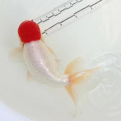 金鱼（乔）鹅头红