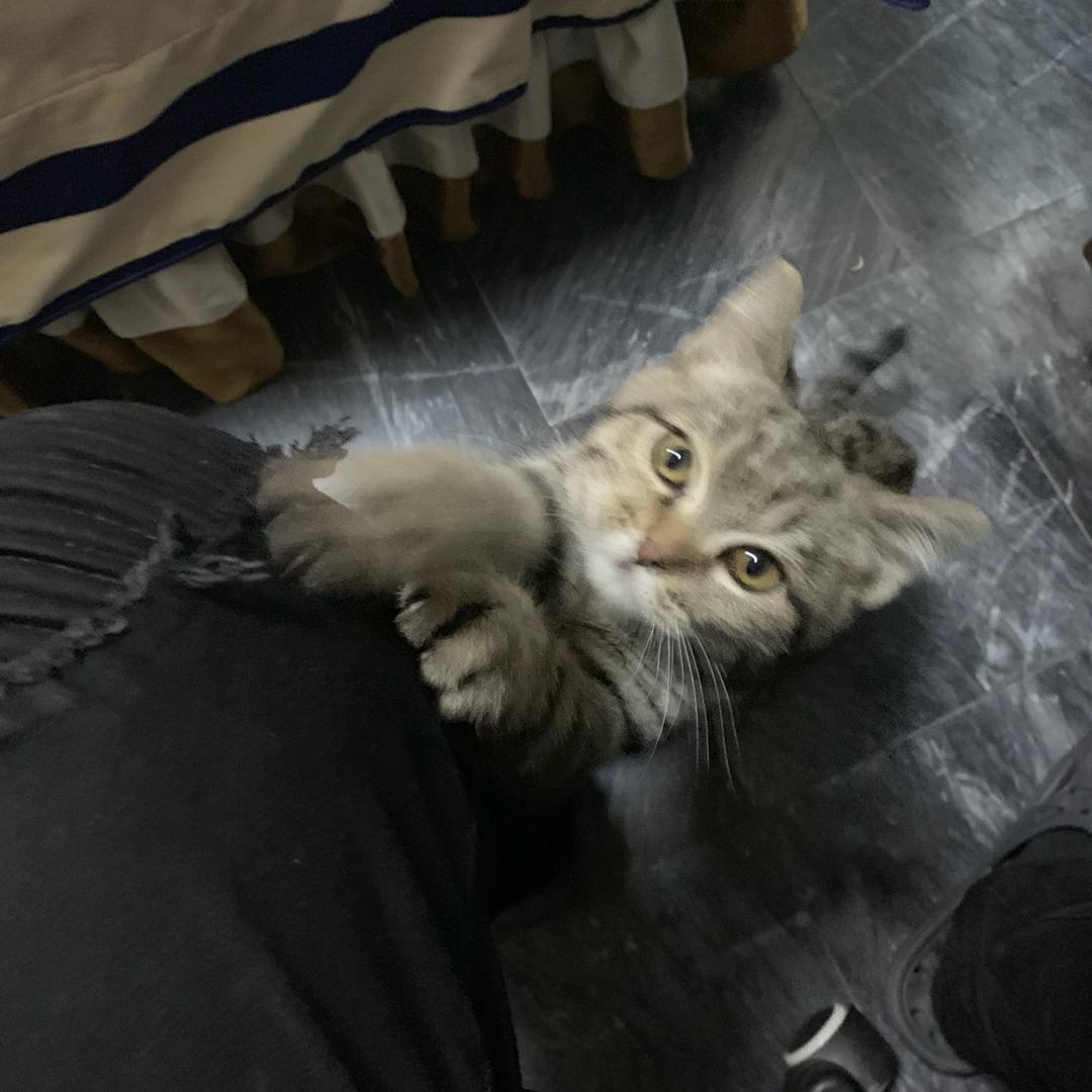 XGG（三角洲行动）