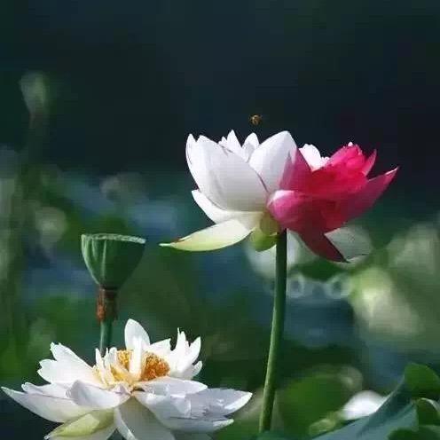易初