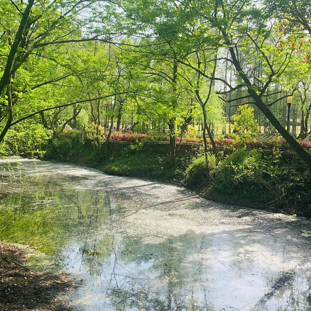 锦鲤暴富版