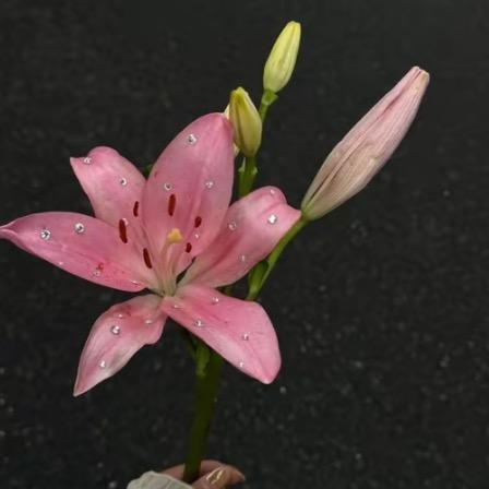 一丸凡