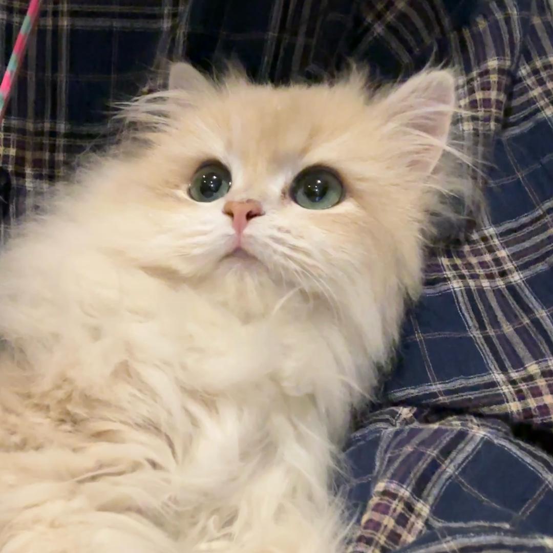 七七家渐层猫屋