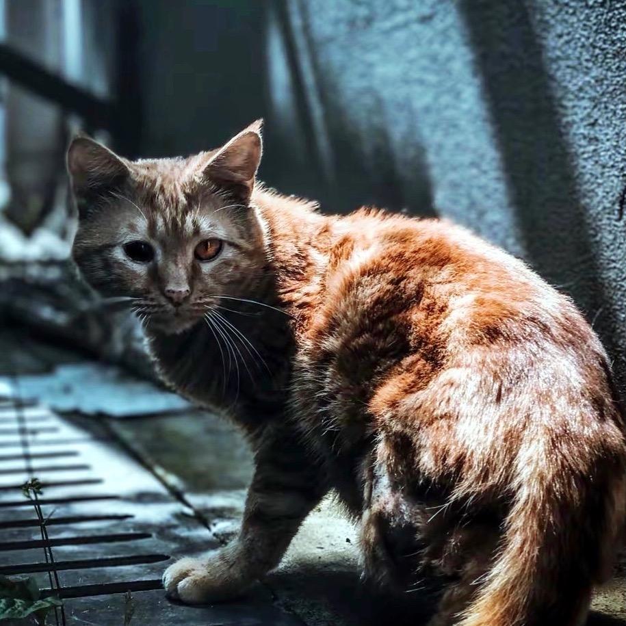 爱宠驿站(流浪猫)