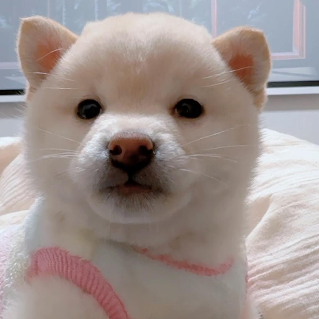 小小白柴克洛格