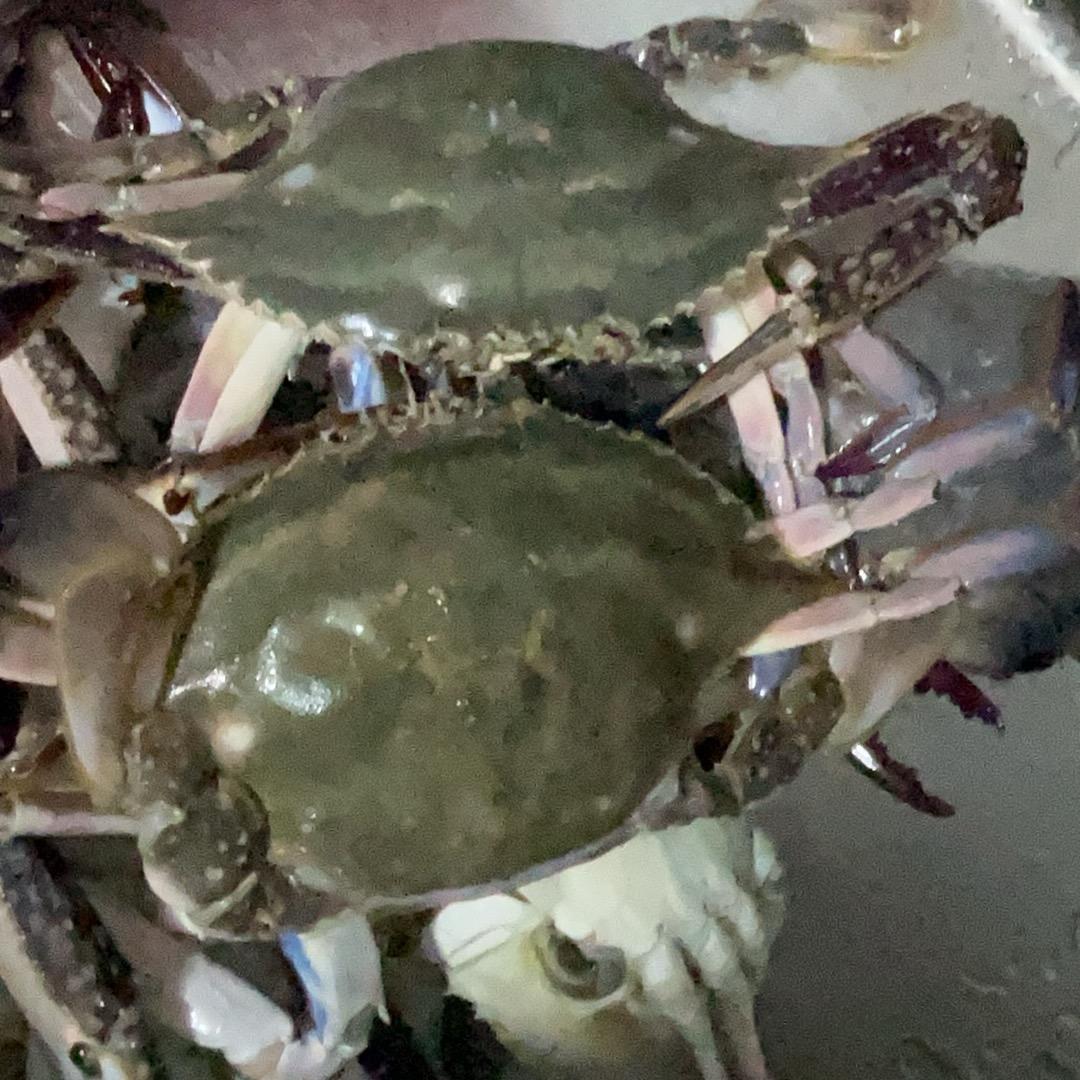 卖鱼小妹（搬砖版）