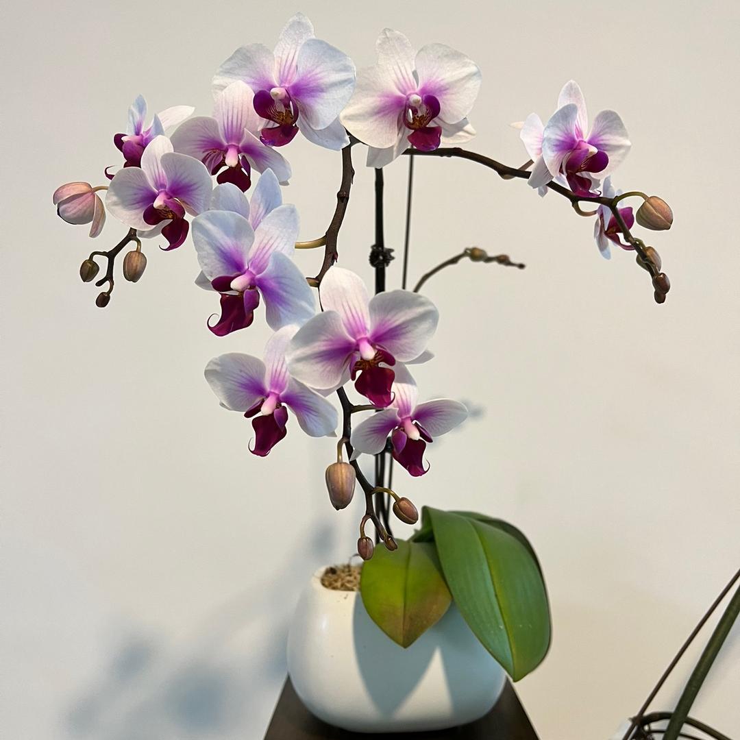 花开富贵蝴蝶兰企业店