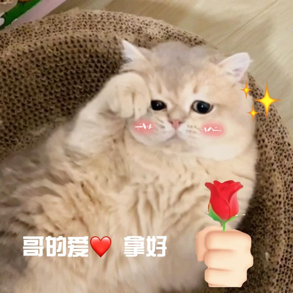 珊珊的猫