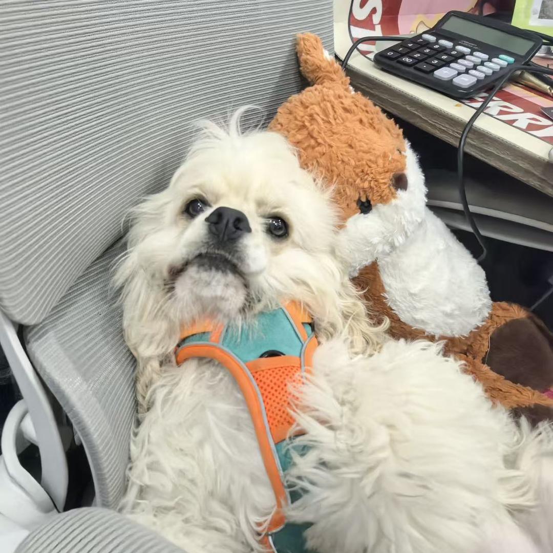 伍尔夫WOOLF狗零食直播间