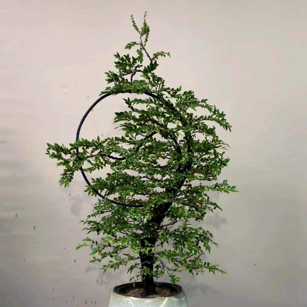 雅居园艺绿植基地