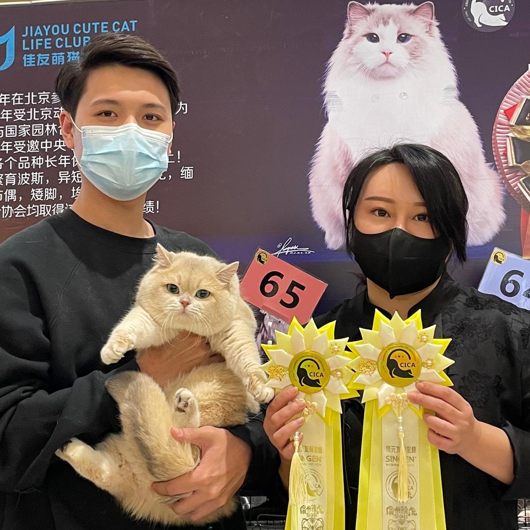 猫富贵