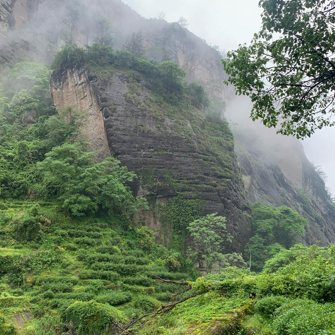 添地岩茶厂