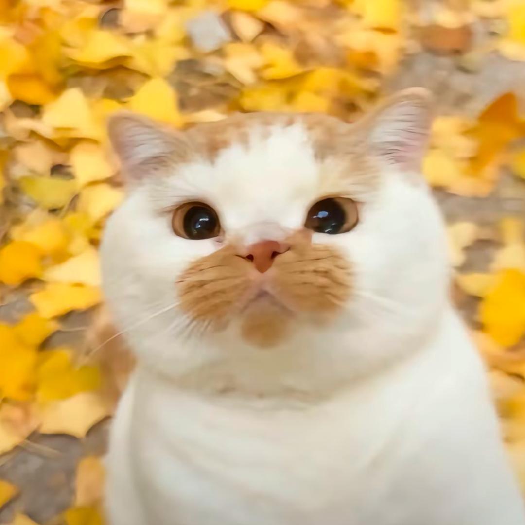 糕大人