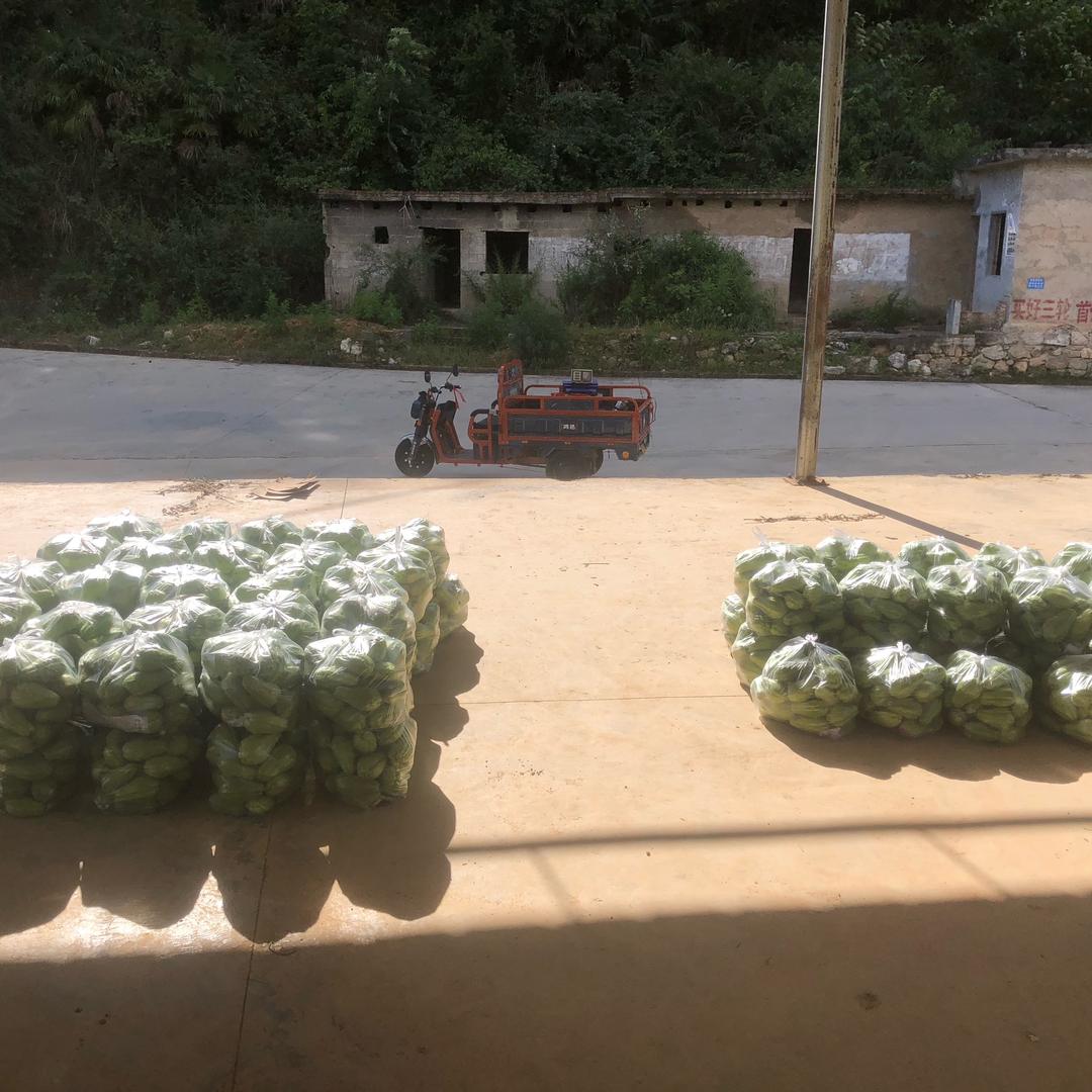 好花红镇人工品改牛冻精输配（请勿连赞）