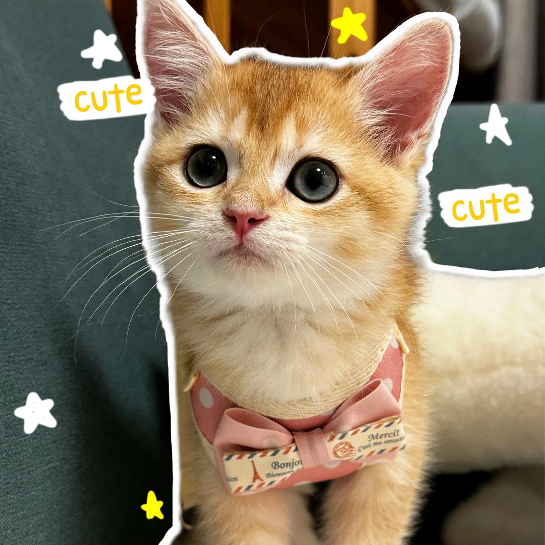 猫多哩里的多多