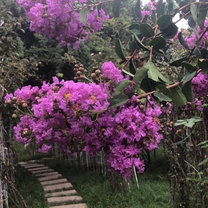 河南赵姐