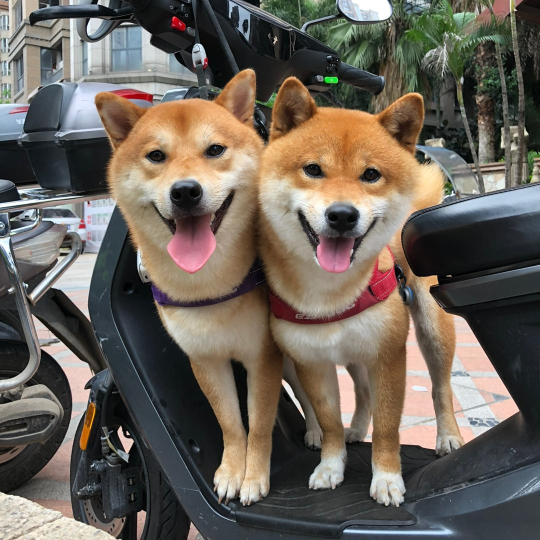 柴犬蛋黄波波