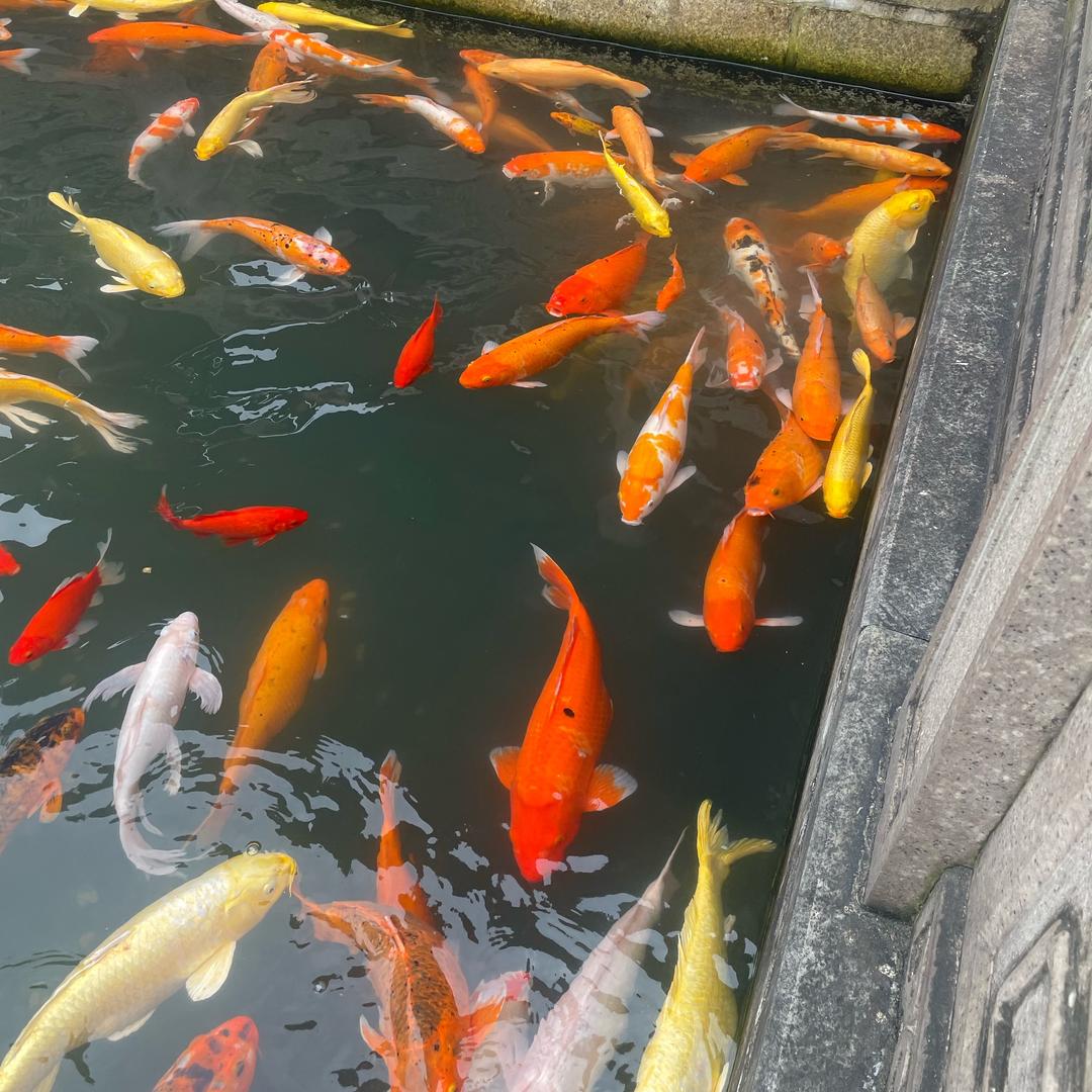 沐沐