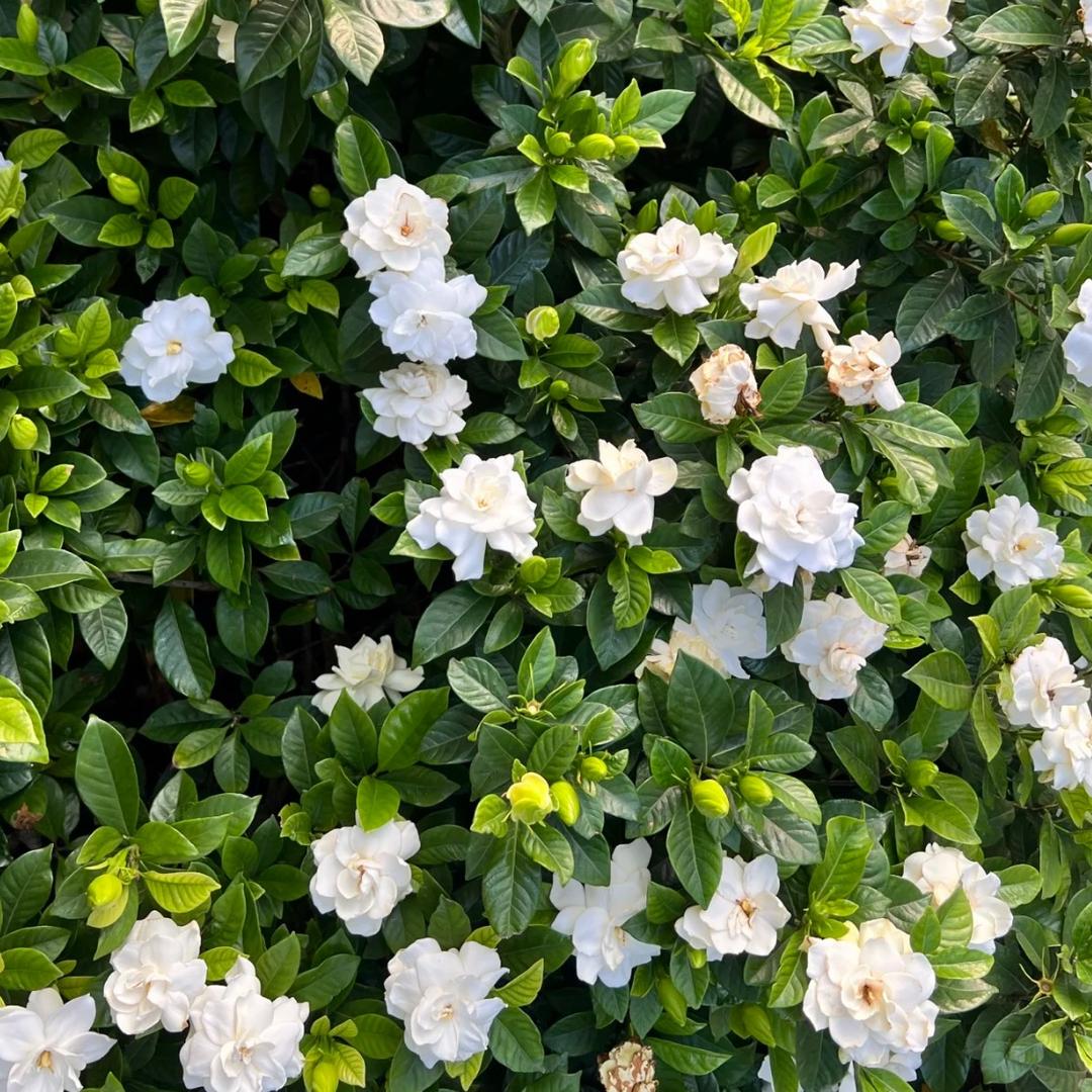 花姐种植基地