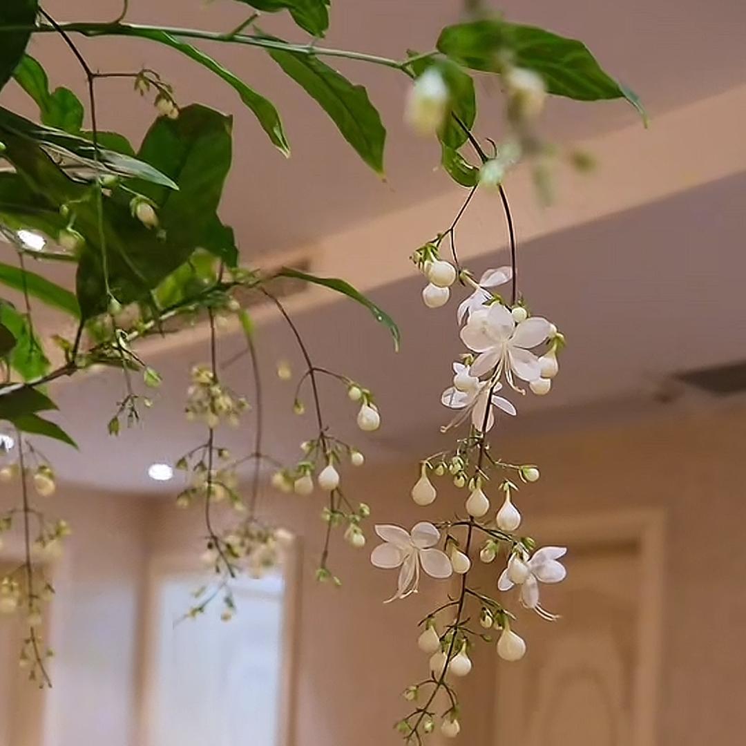 周家小姐姐～拒绝私聊