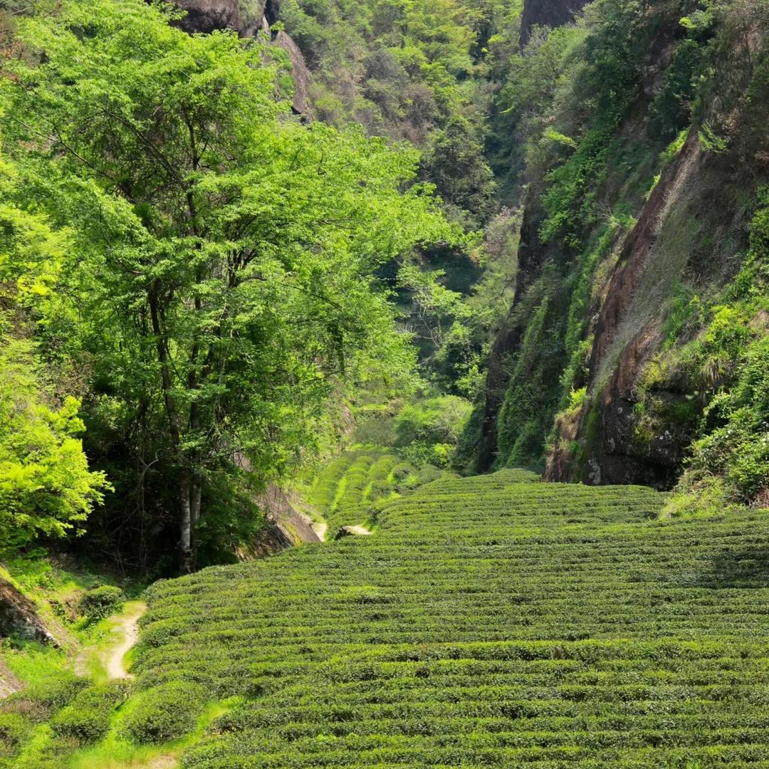树野春武夷山岩茶