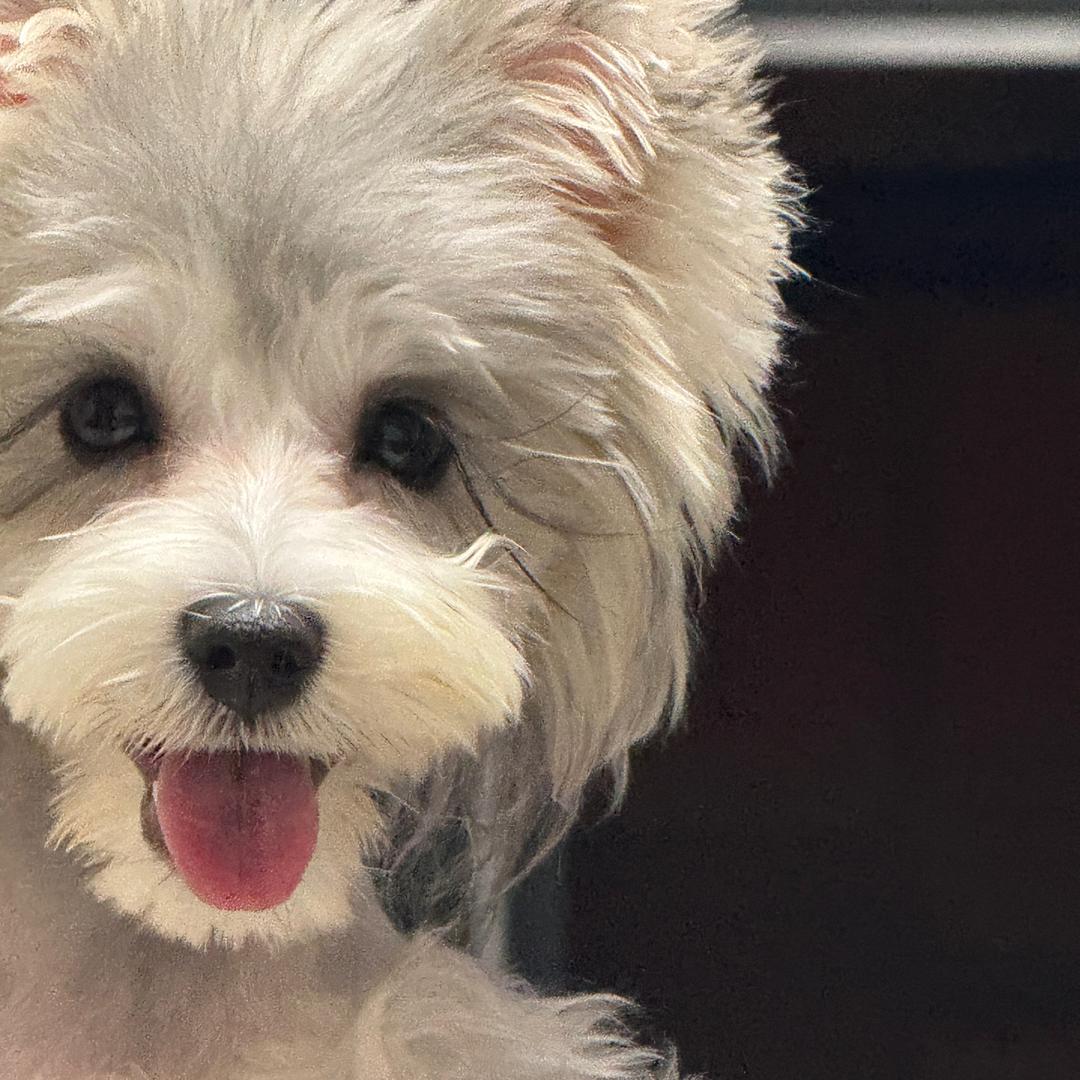 林黛玉倒拔垂杨柳        ╰