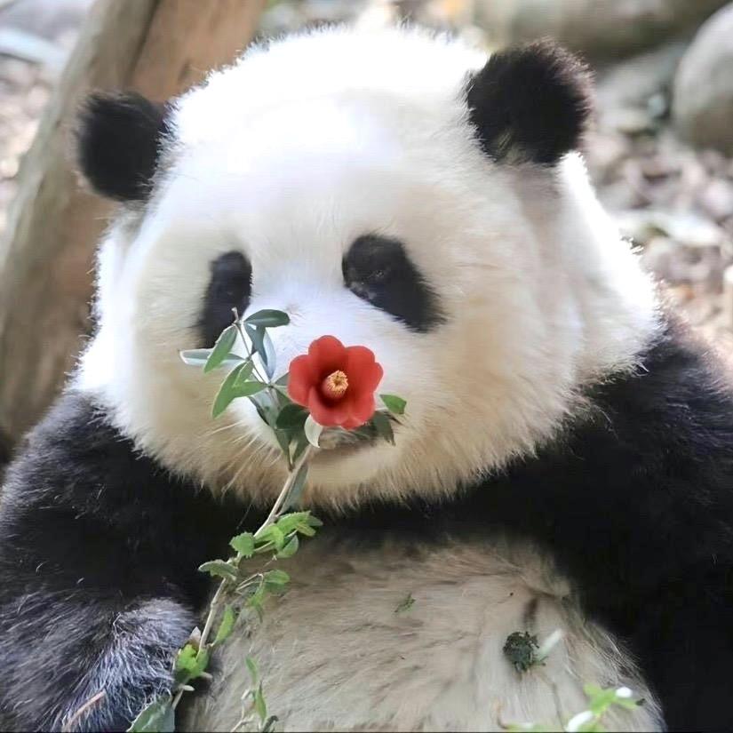 萌宠日记