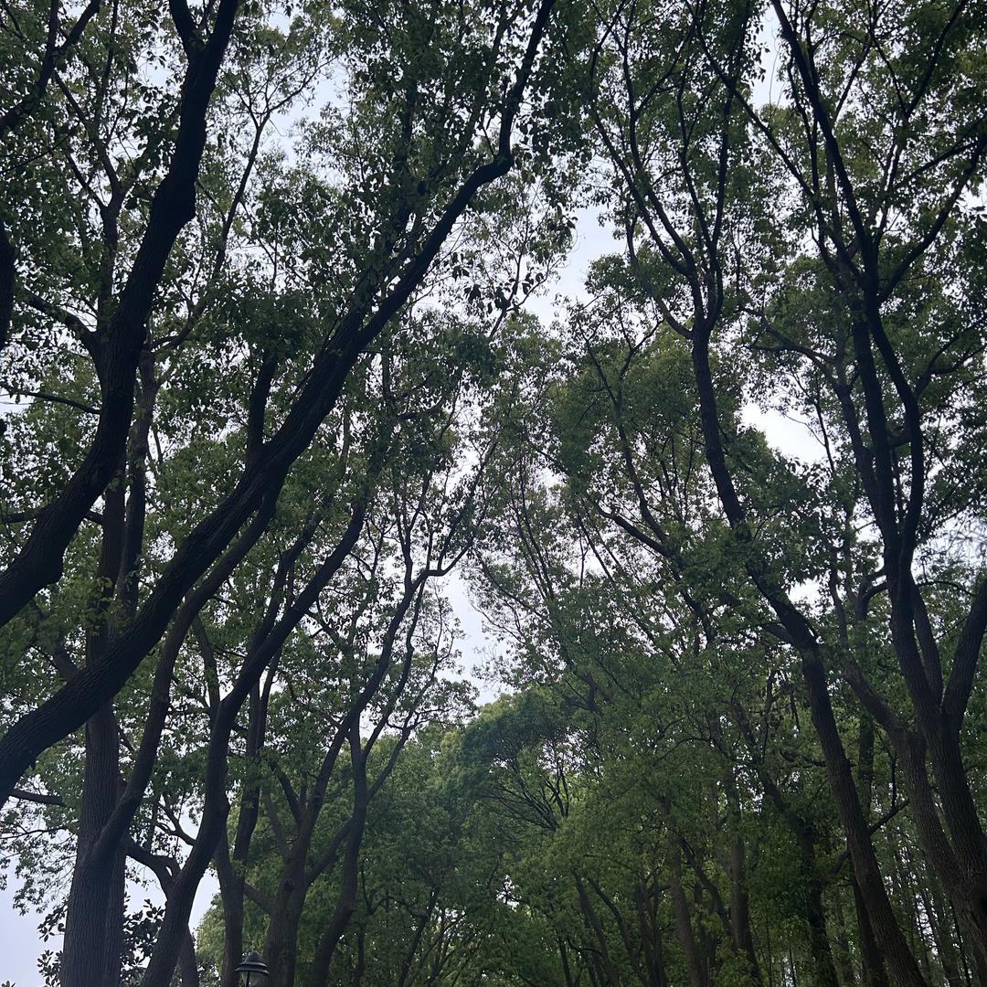 橙橙子🍊