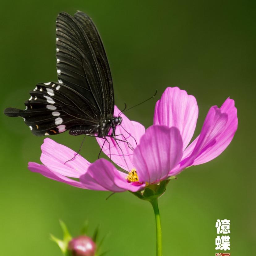 书香起名