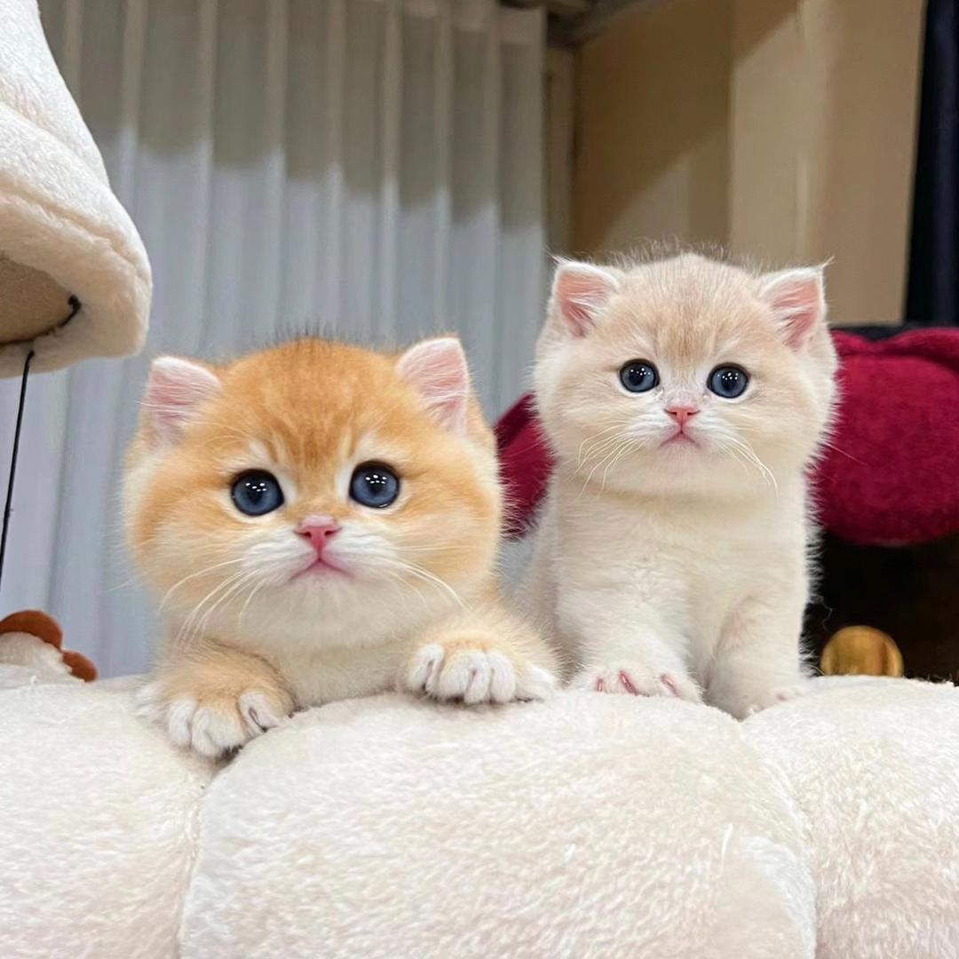 老赵讲猫