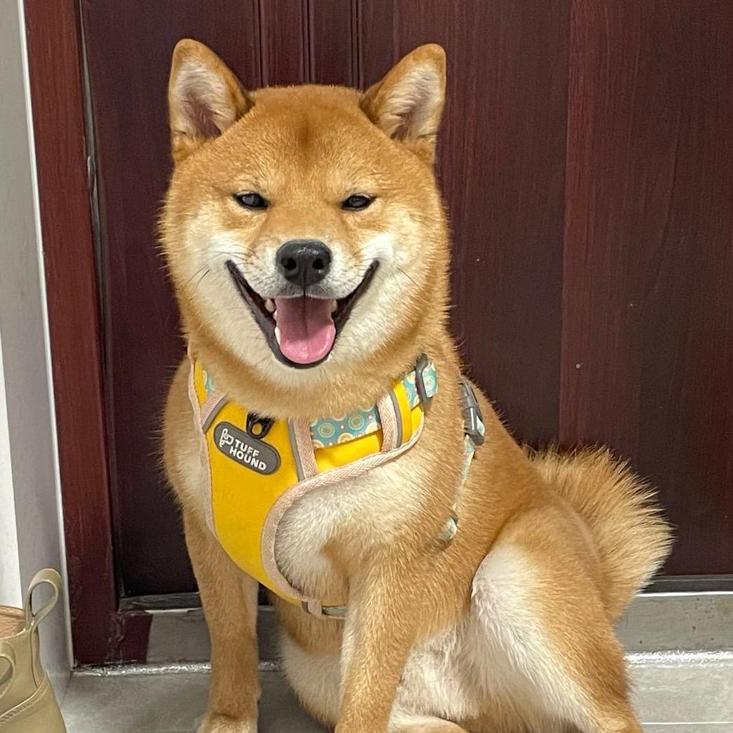 柴犬十七