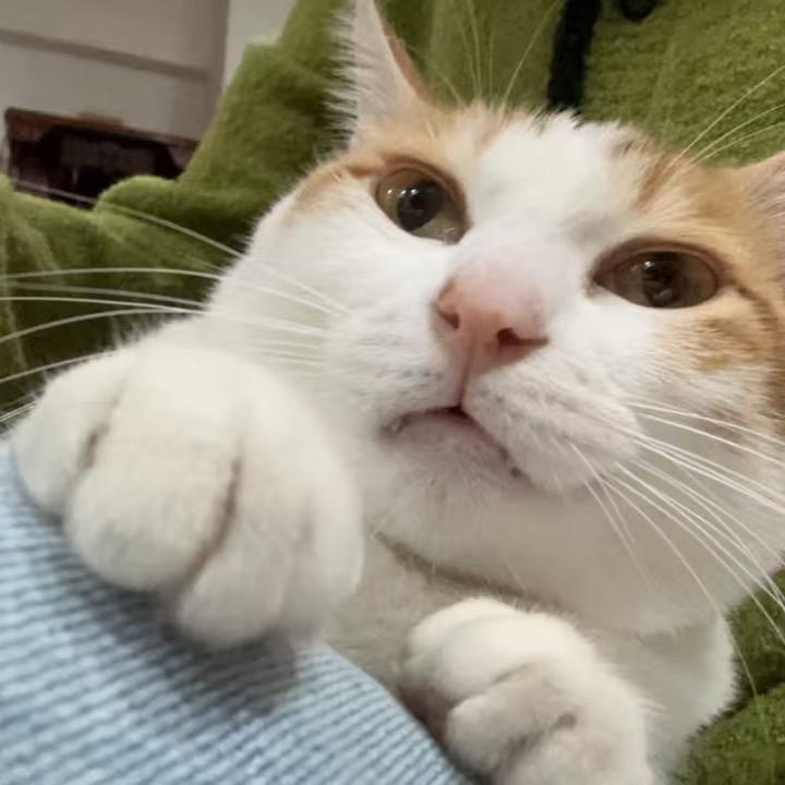 五月🐱