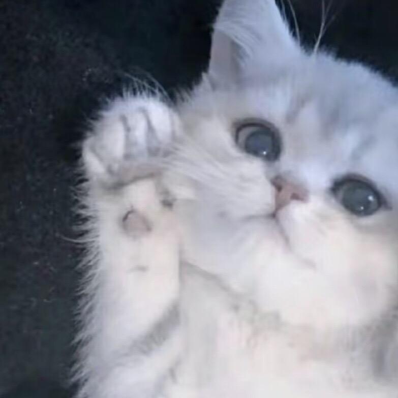 鱼鱼♭