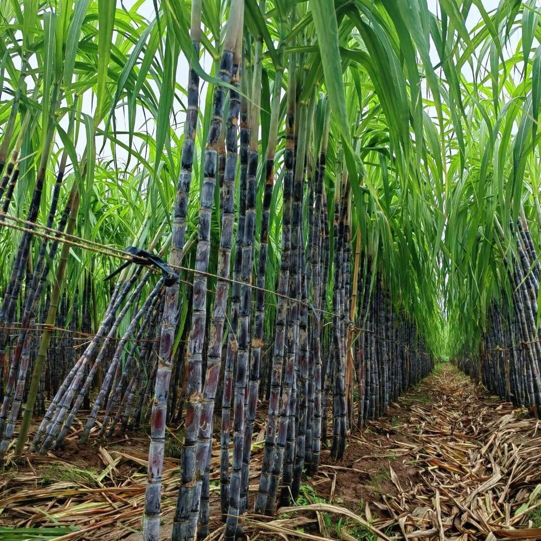 一根甜甘蔗源头产地直发