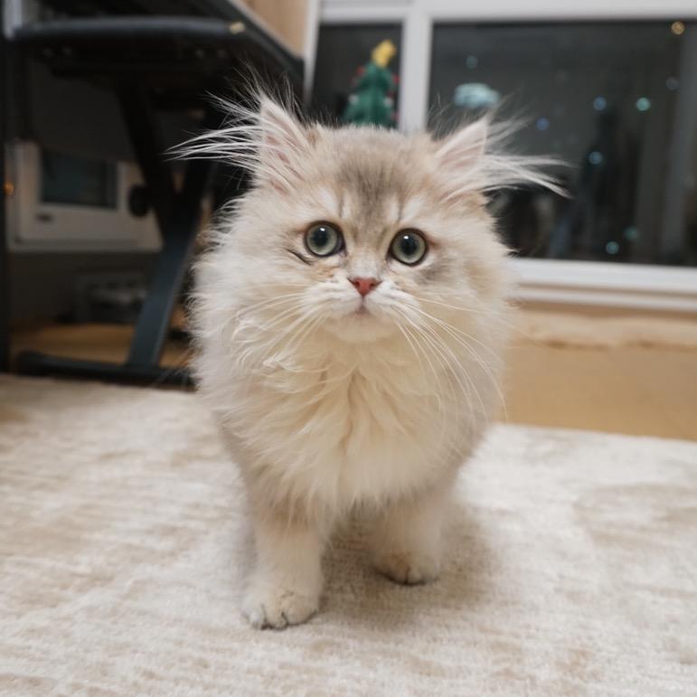 娜娜家的猫