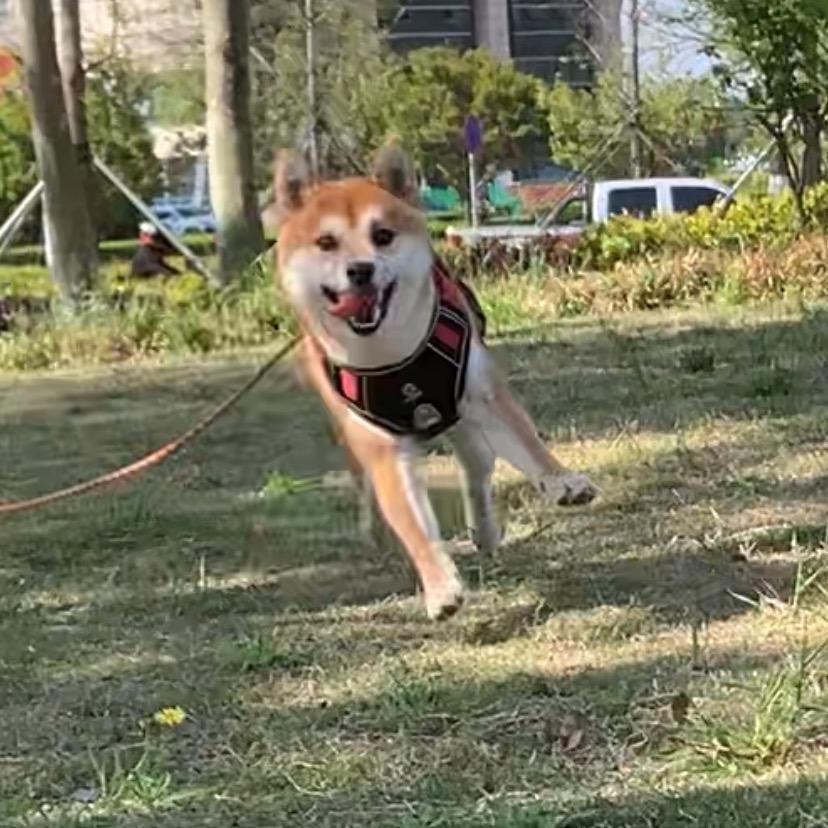 是大斌子吖