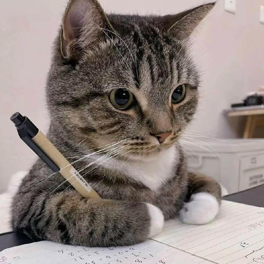 玉宝灰猫